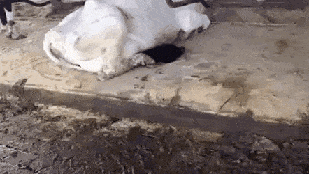 gifs_24.gif