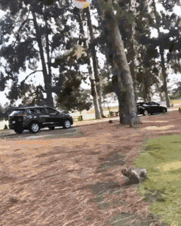 gifs_24.gif