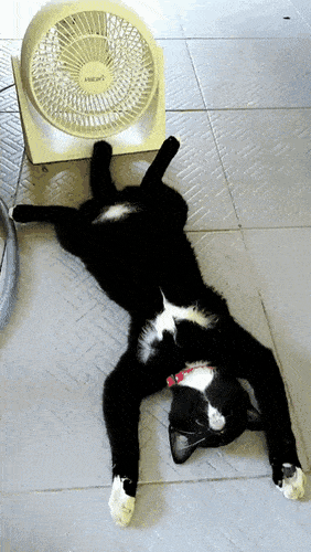gifs_24.gif