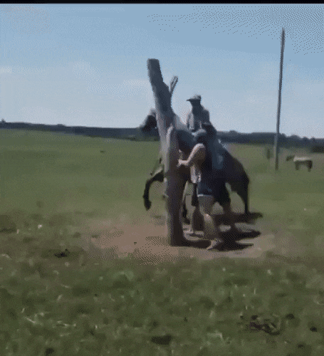gifs_24.gif