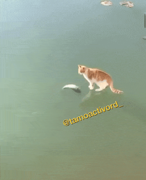 gifs_24.gif
