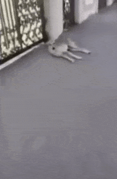 gifs_24.gif