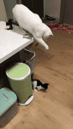 gifs_24.gif