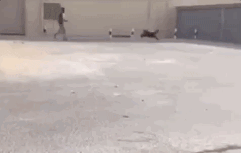 GIFS_25.gif