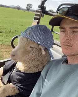 gifs_25.gif