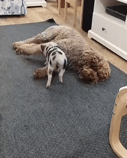 gifs_25.gif