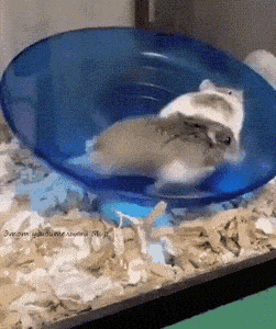 gifs_25.gif