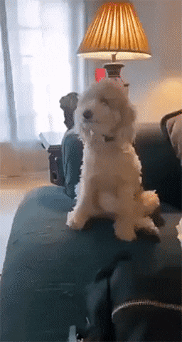 gifs_25.gif
