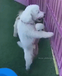 gifs_25.gif