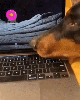 gifs_25.gif