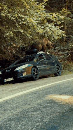 gifs_25.gif