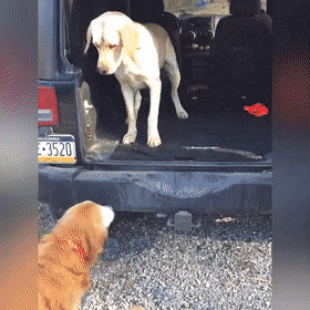gifs_25.gif