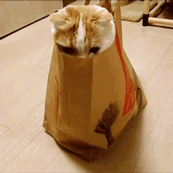 giphy (1).gif