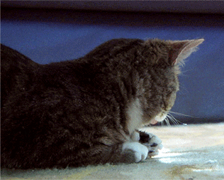 giphy (1).gif