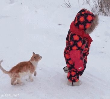 giphy (3).gif