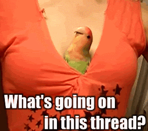 giphy-5.gif
