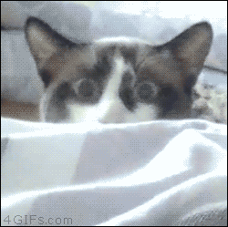 giphy (7).gif