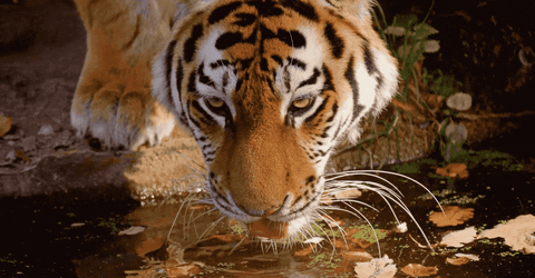 giphy.gif
