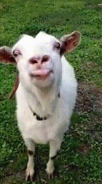 goat.gif