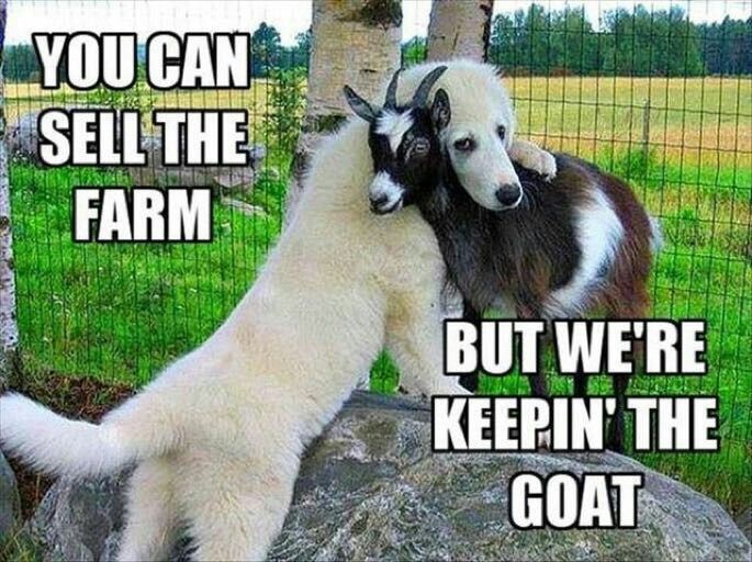 goat.jpeg