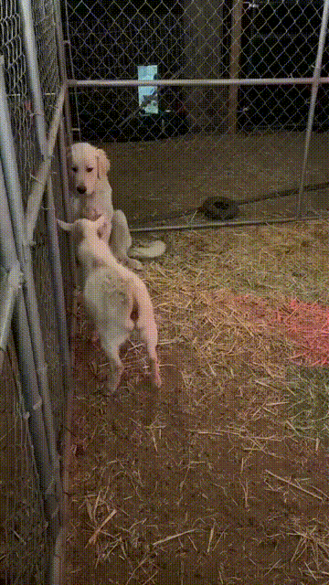 goatdog.gif