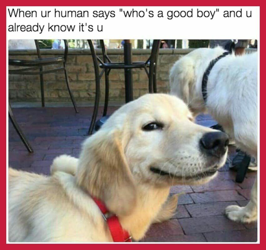 good boy.jpeg