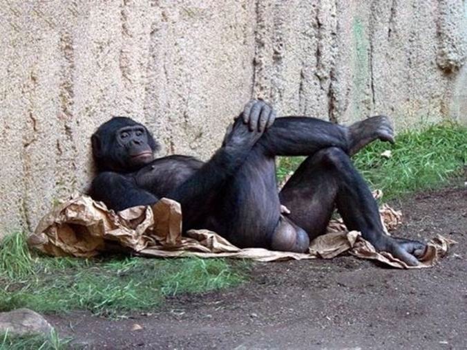 GORILLA.jpg