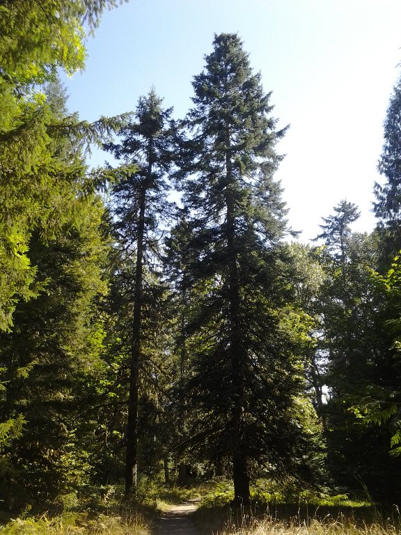 Grand-Fir-Tree.jpeg