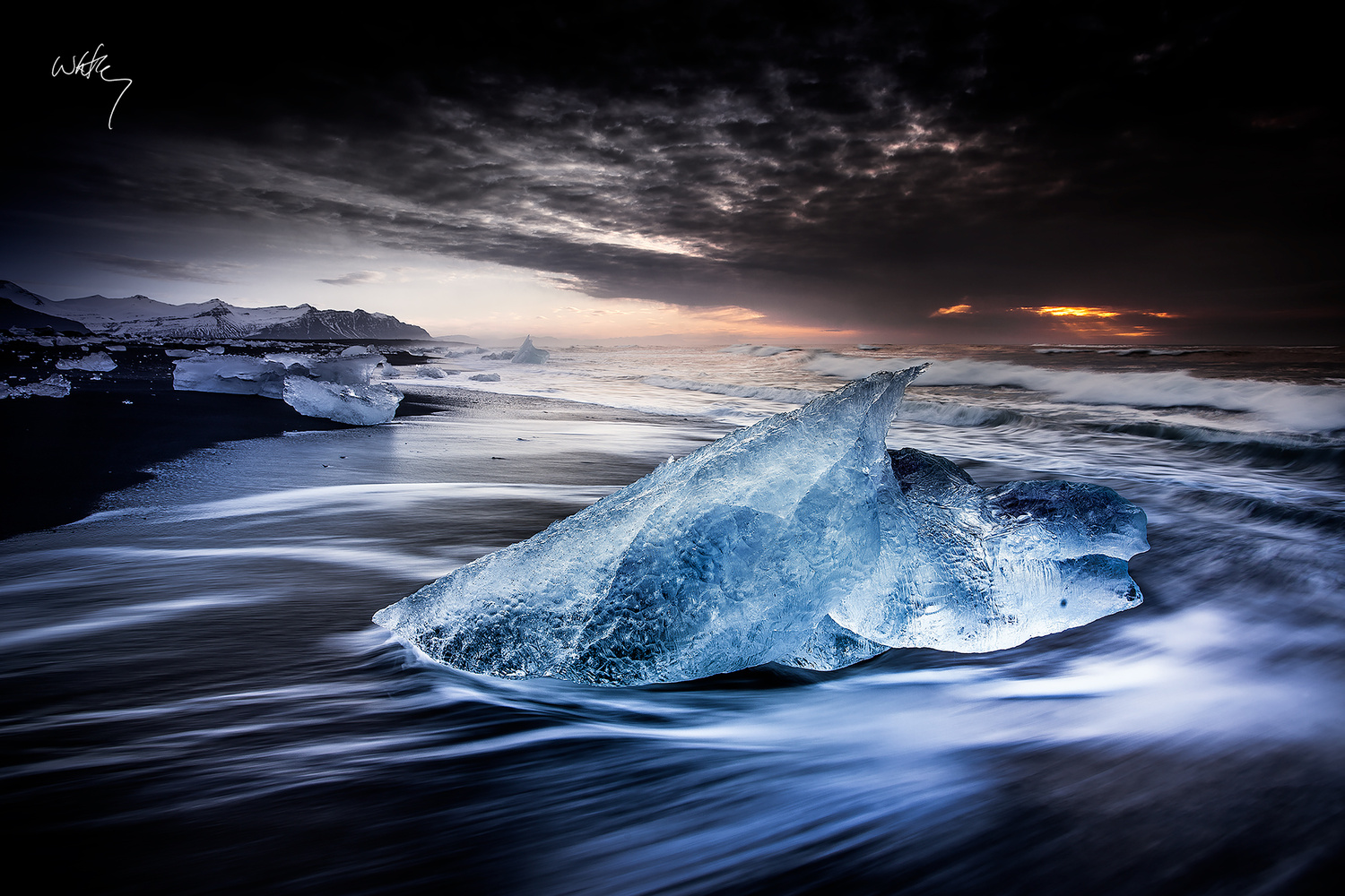 great-white.signed.x1200.jpg