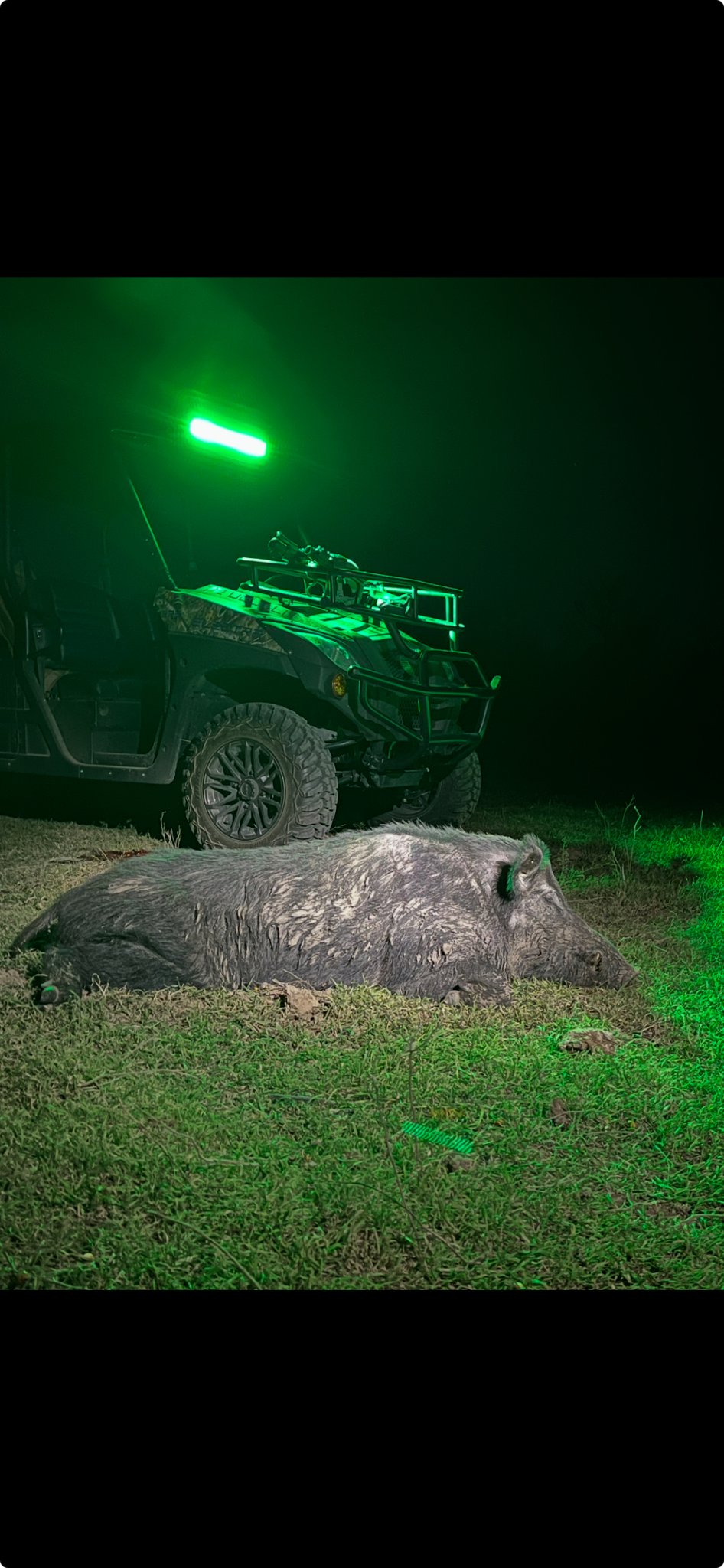 greenhog.jpg