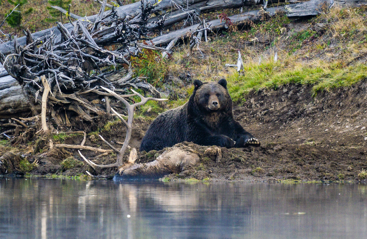 grizz.png