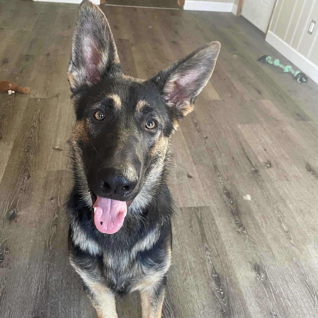 gsd.jpeg