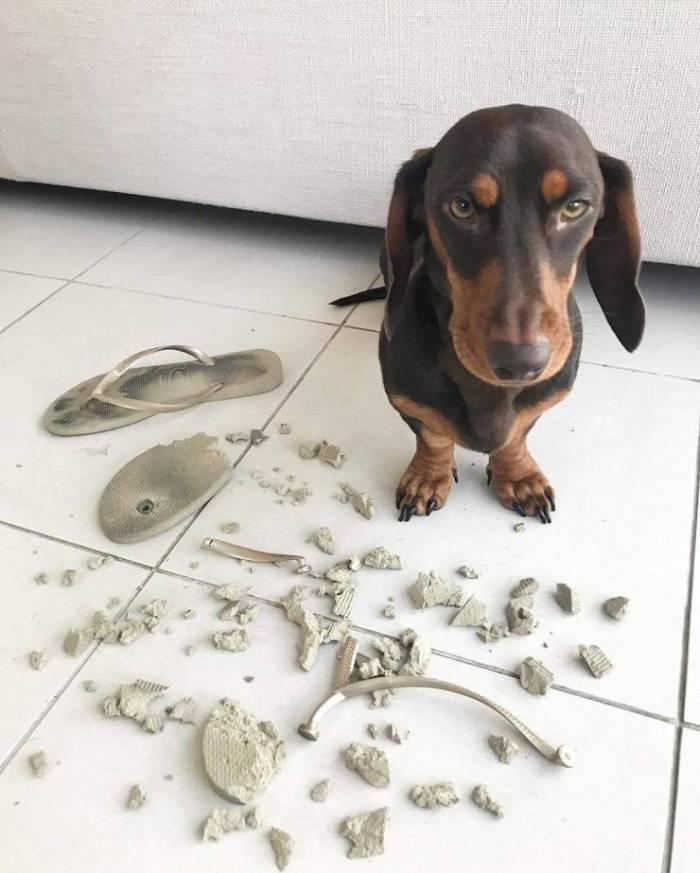 guilty dog.jpeg