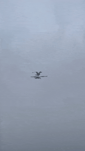 gulls.gif
