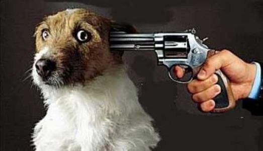 gun_dog_head_01.jpeg