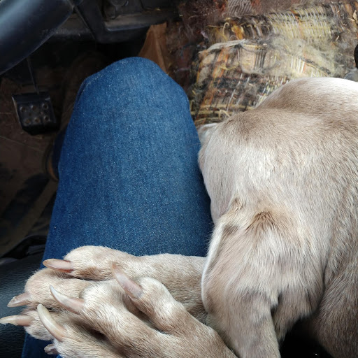 gus 05-16-19 leg.jpg