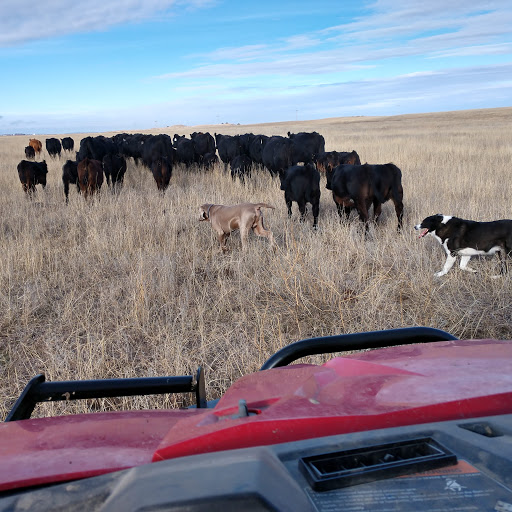Gus Cash moving cows.jpg