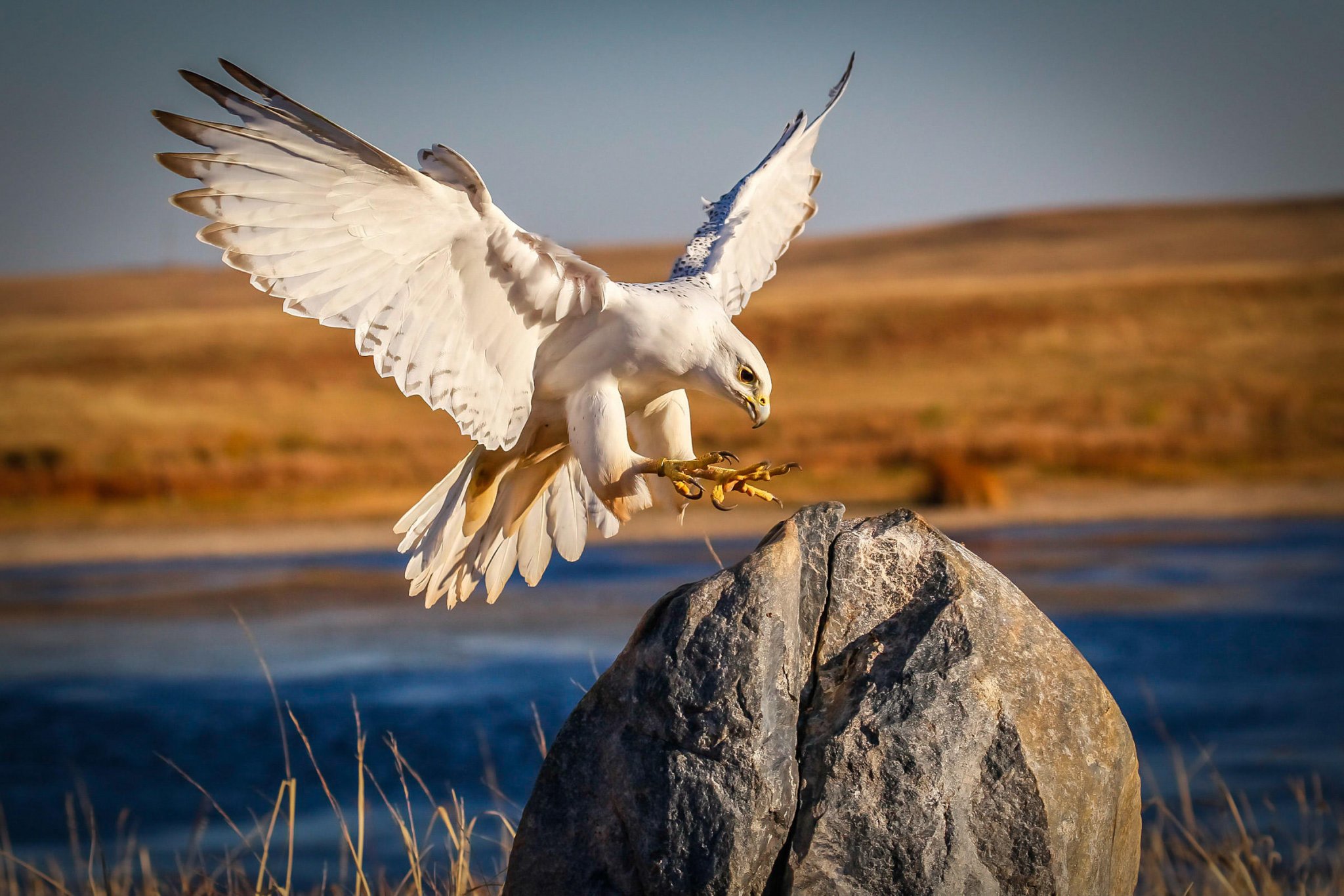 gyrfalcon.jpeg