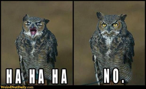 Ha-Ha-Ha-No-Funny-Owl-Picture.jpg