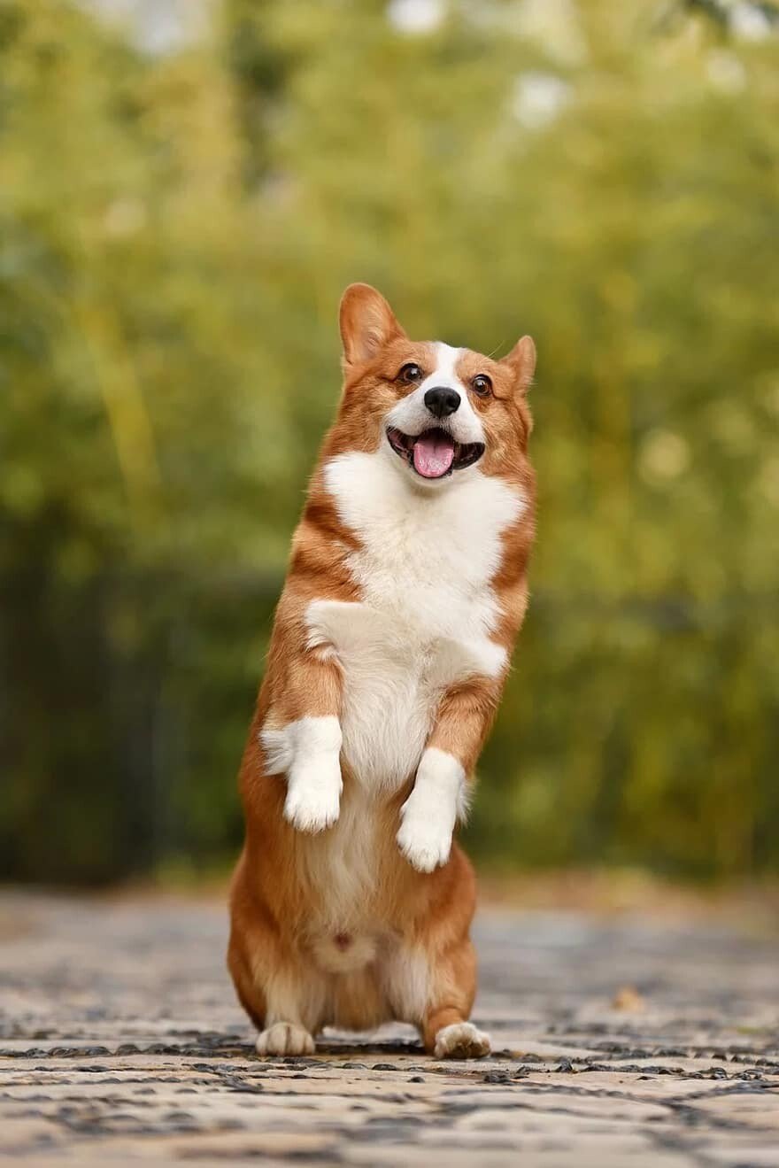 happy dog.jpeg