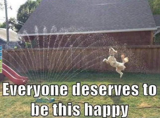 happy dog.jpeg