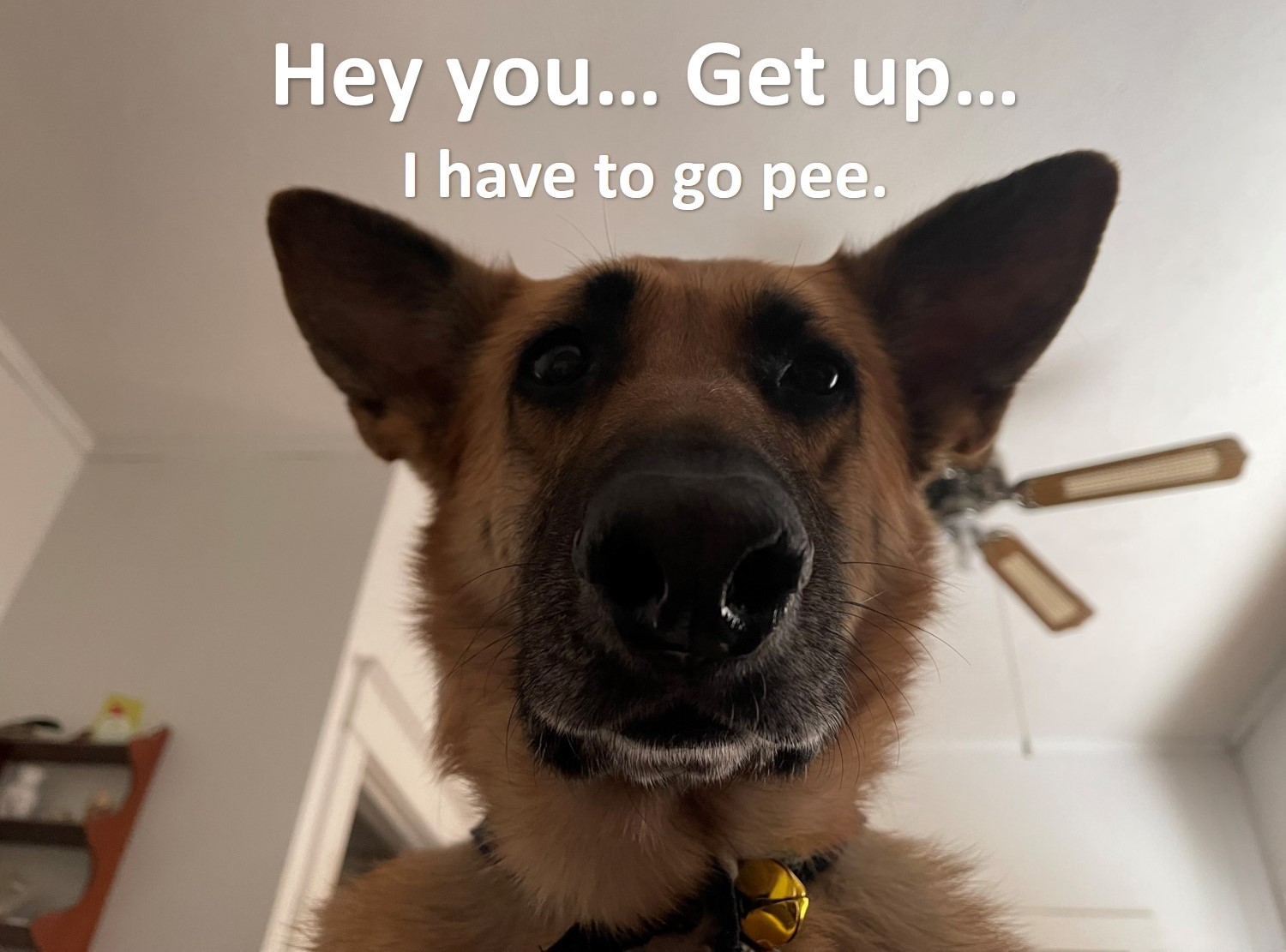 have to pee.jpg