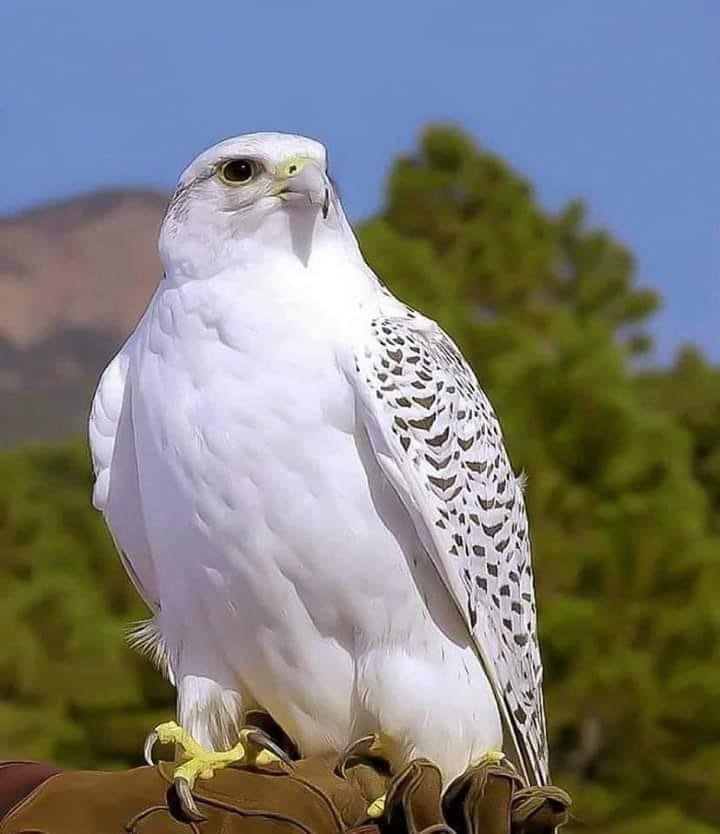hawk.jpeg