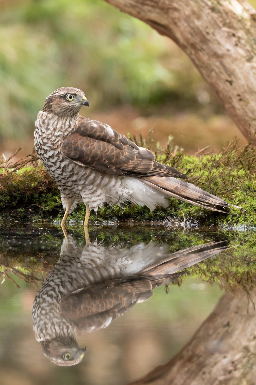 hawk reflect.jpeg