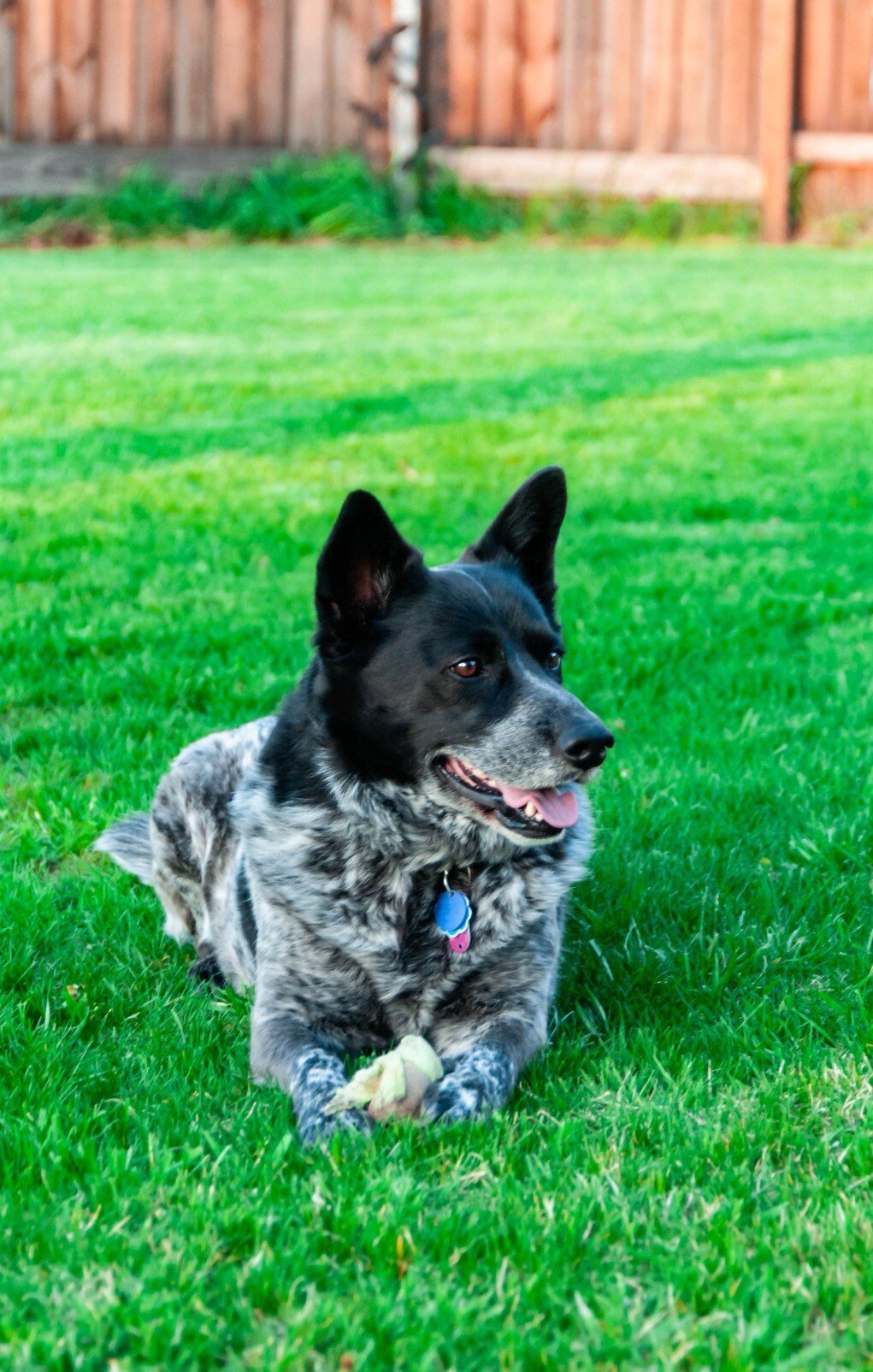 heeler.jpeg