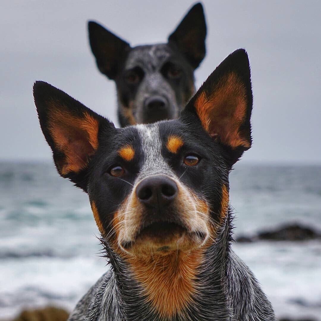heeler.jpeg