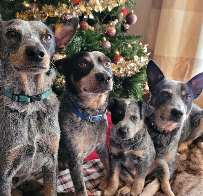 heelers.jpg