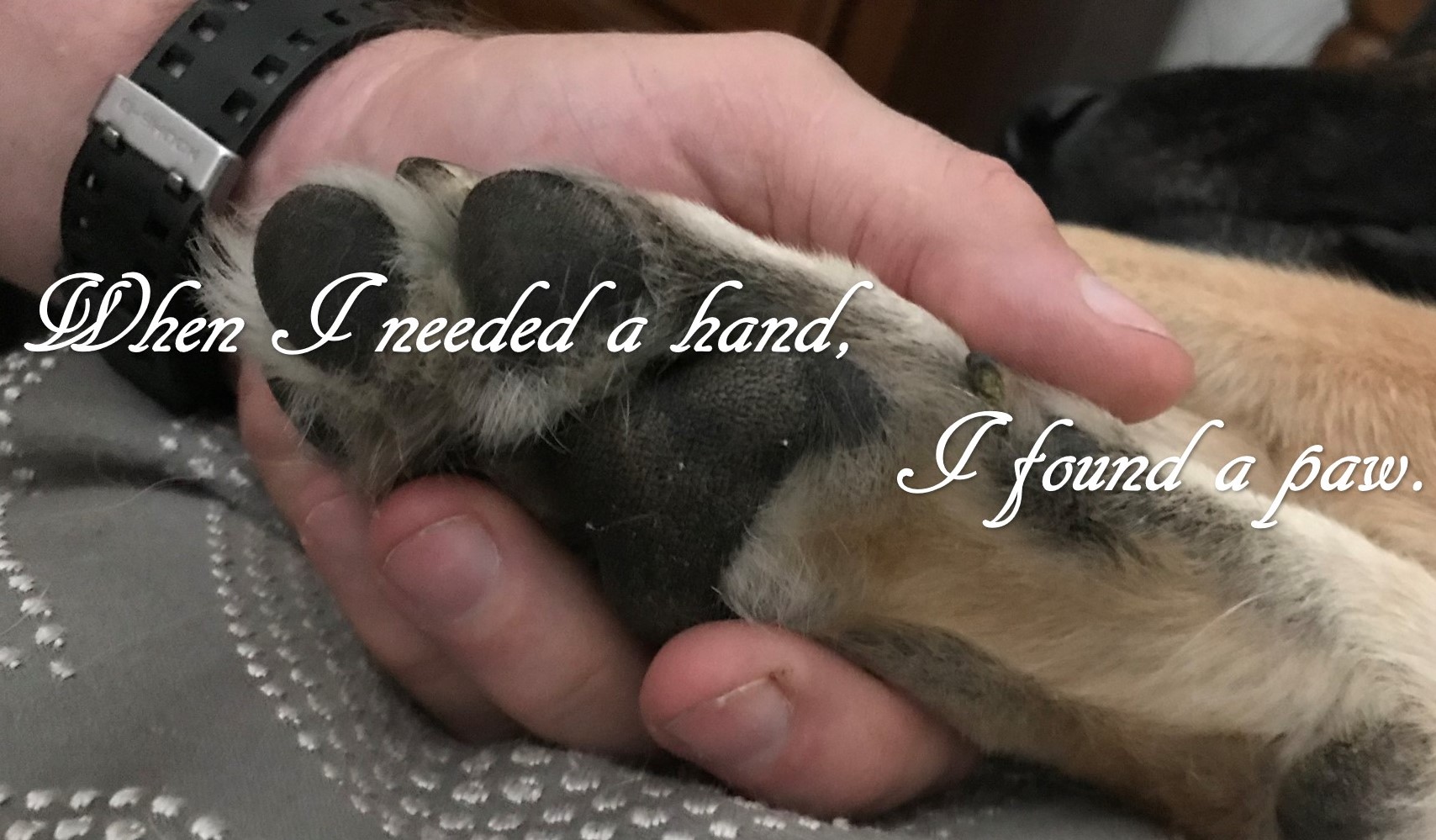 helping paw.jpg