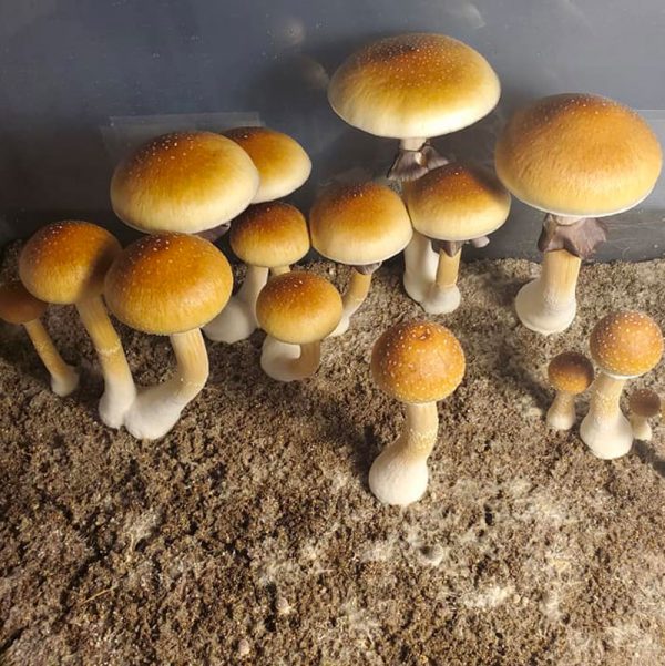 hf-golden-teacher-spores-600x601.jpg