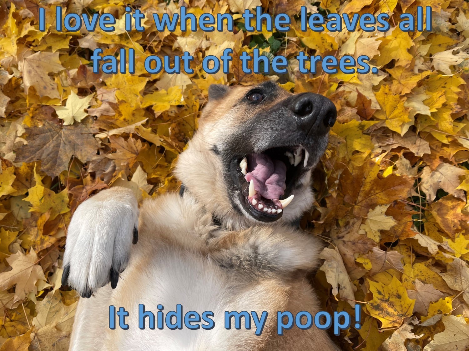 Hidden Poop.jpg